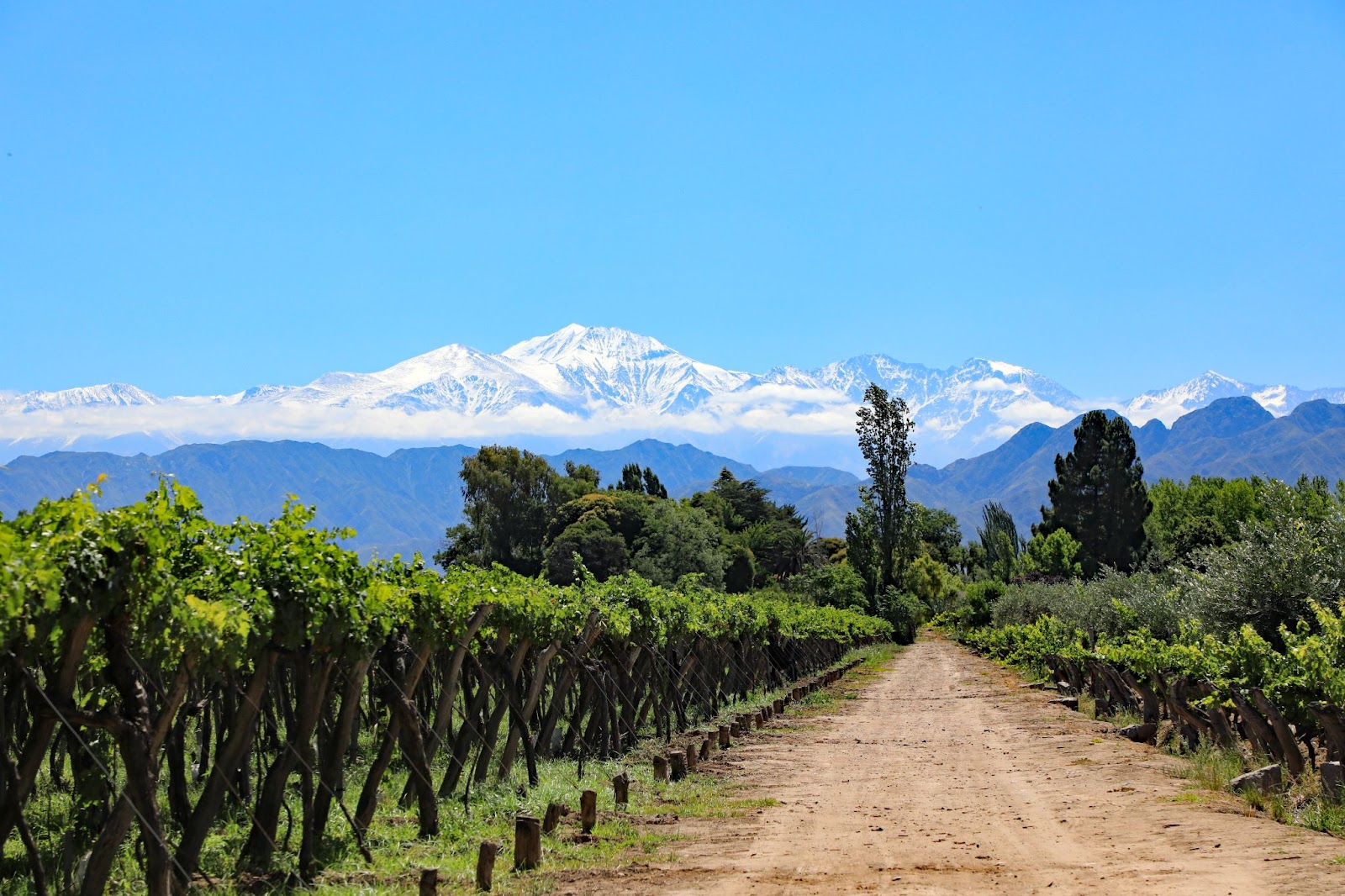 MENDOZA VERANO 2025!